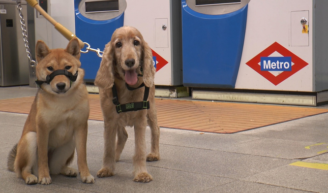 Cada vez más perros viajan en el Metro de Madrid