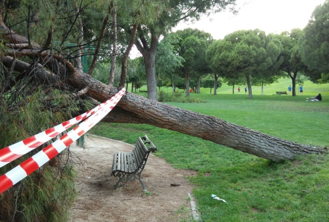 Cada vez se caen más árboles en Madrid