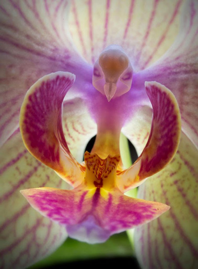 Las más bellas entre todas las flores, las orquídeas