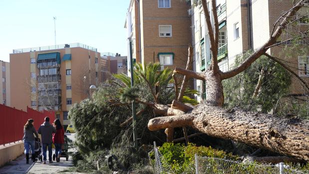 Continúan cayéndose los árboles en Madrid